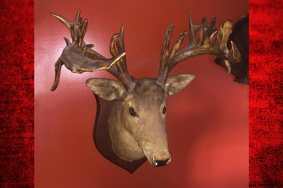 How Big Whitetails Eluded Wildfires, Theft, And The Civil War