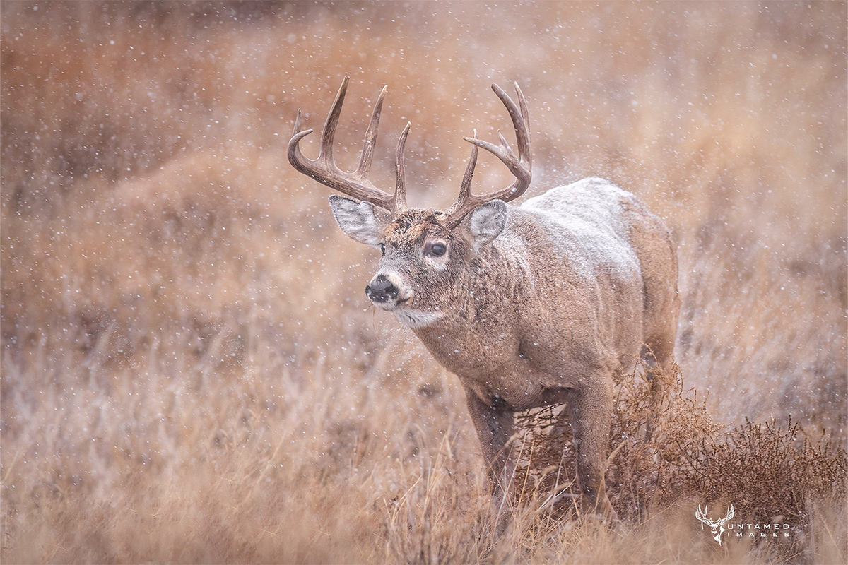 Do Cold Fronts Really Get Deer On Their Feet?
