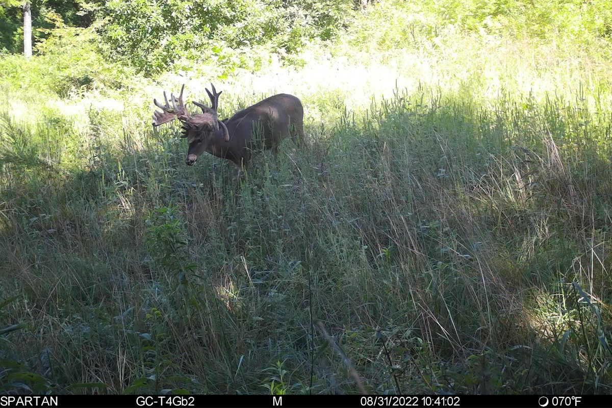 //content.osgnetworks.tv/northamericanwhitetail/content/photos/Heuser-Buck-Side-1200x800.jpg