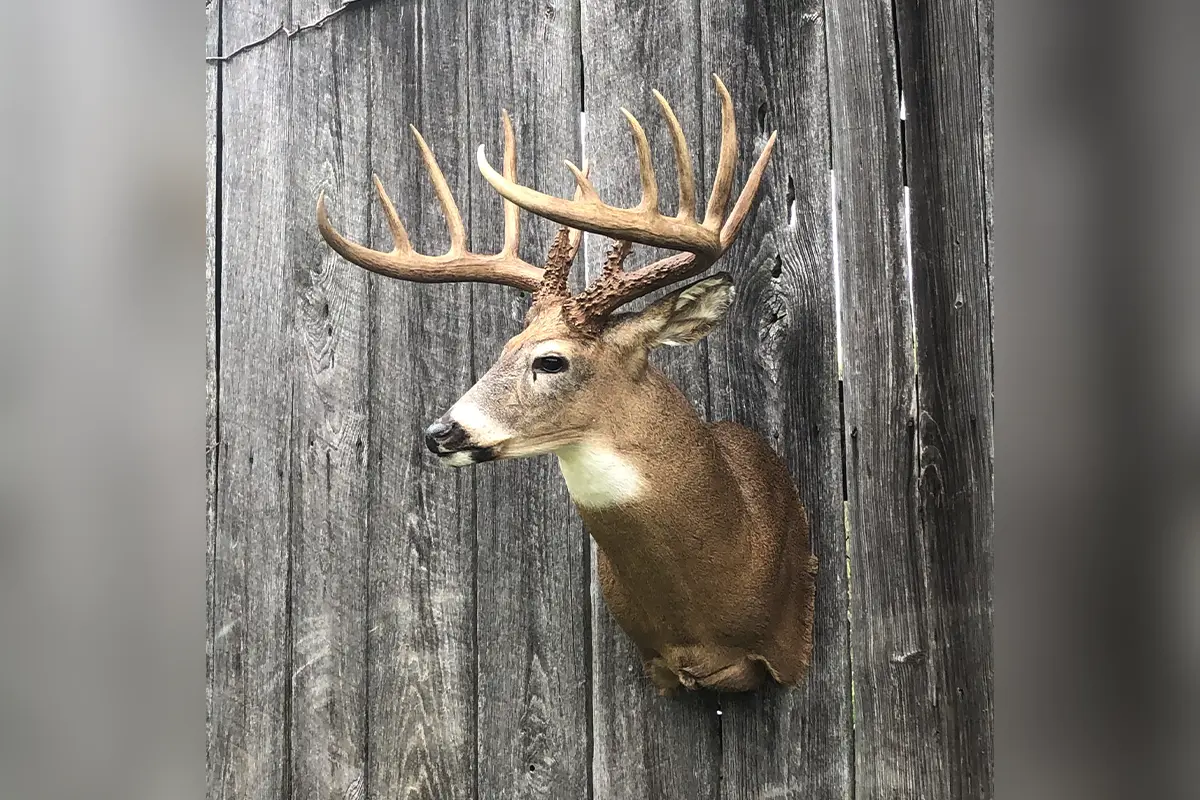 Can You Speak Deer Antler Lingo? Here's a Quick Guide - HuntStand