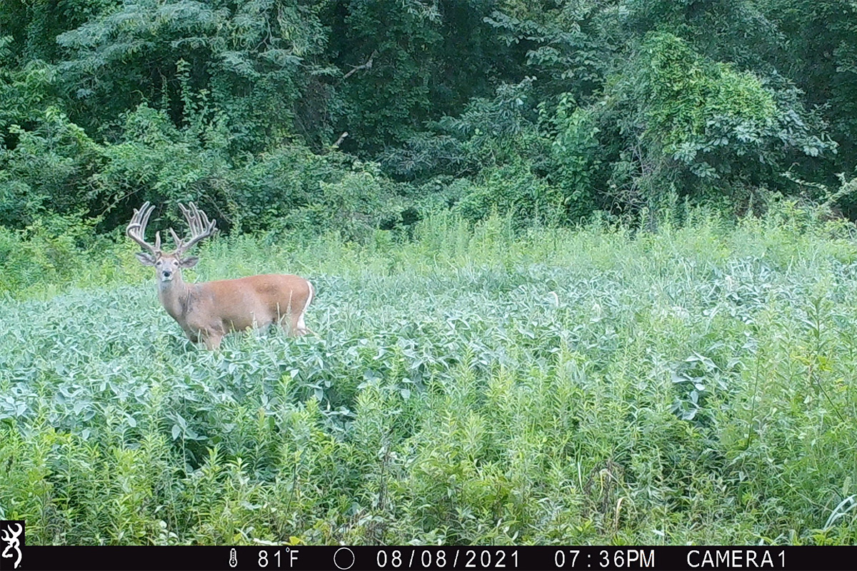 Forage vs. Agriculture Variety Soybeans: Know the Pros and Cons of Each for Deer Plots