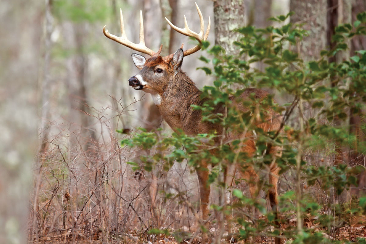 How To Successfully Still Hunt Whitetails - North American Whitetail