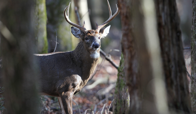 The Truth About Zombie Deer & A CWD Cure