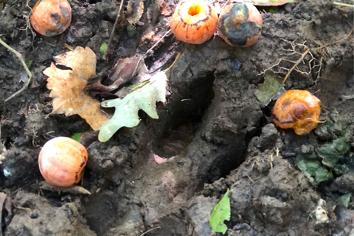thumbnail interactive-video image 1 of American Persimmon Seeds – Diospyros Virginiana – Florida Native Fruit Tree By Chill Hill Farms 1 of 6