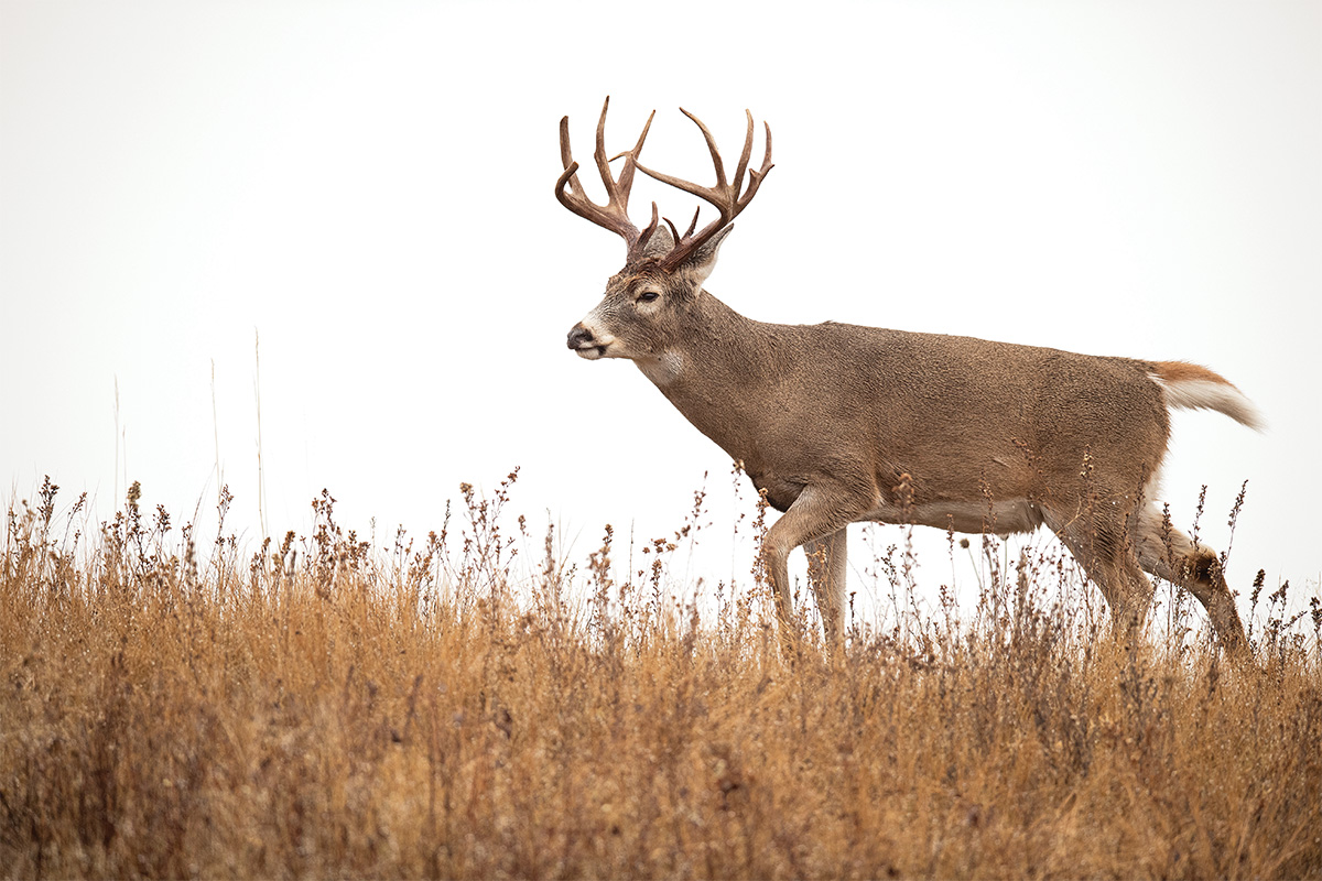How to Kill The New Arrival Buck On Your Property