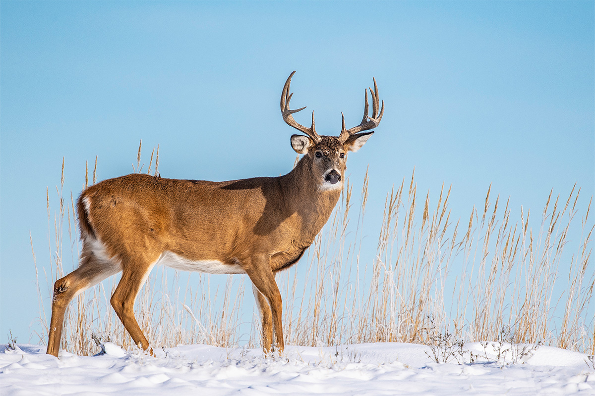 The Fascinating Story Of Whitetails Living Above The Arctic Circle