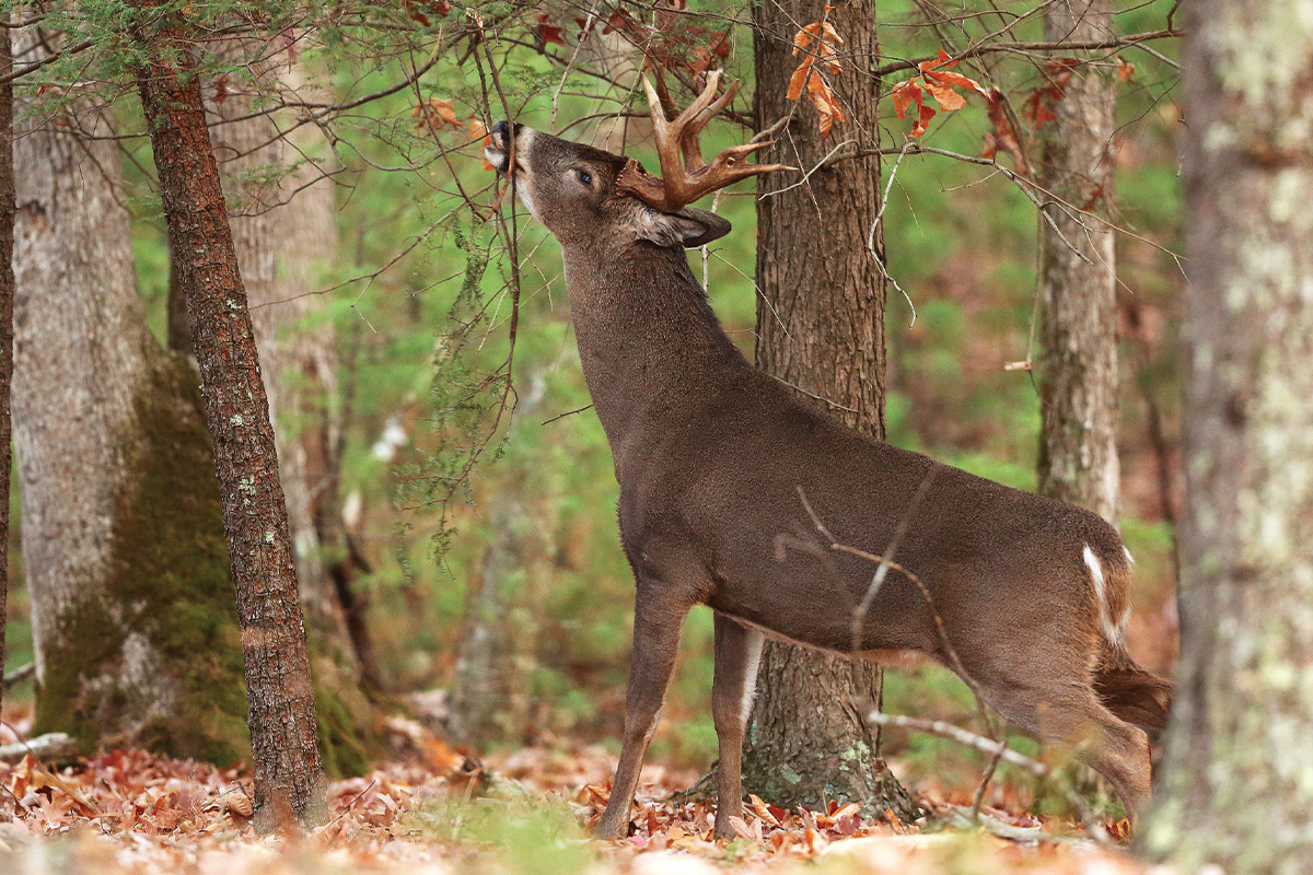 How Often Bucks Visit and Revisit Rubs: Understanding the Behavior