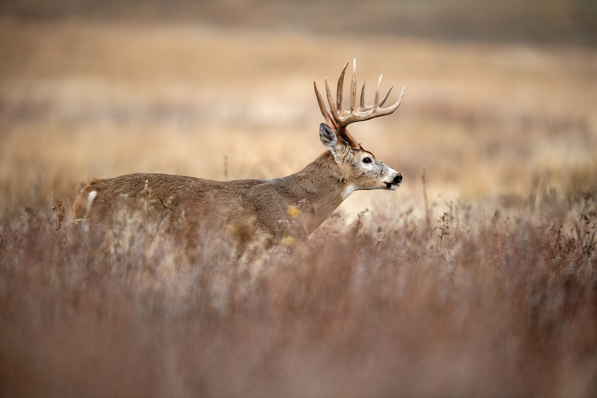 What's Left To Learn After 40 Years Of Deer Research?
