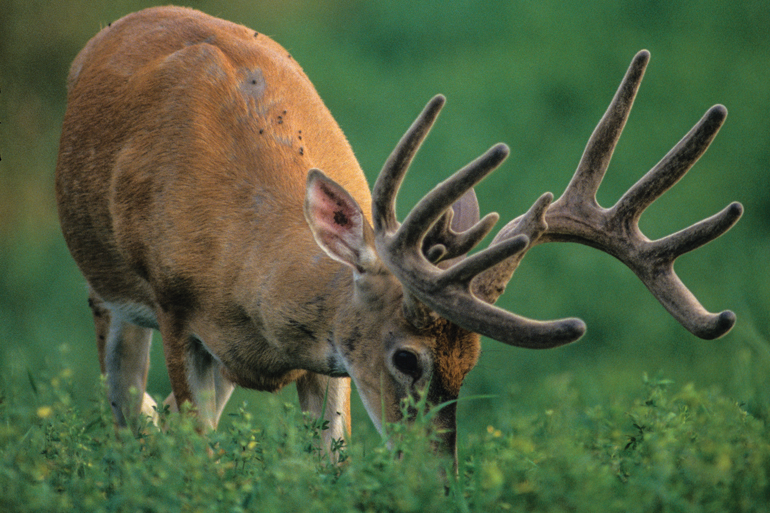 The Right Food Plots for Herd Health & Hunting Success
