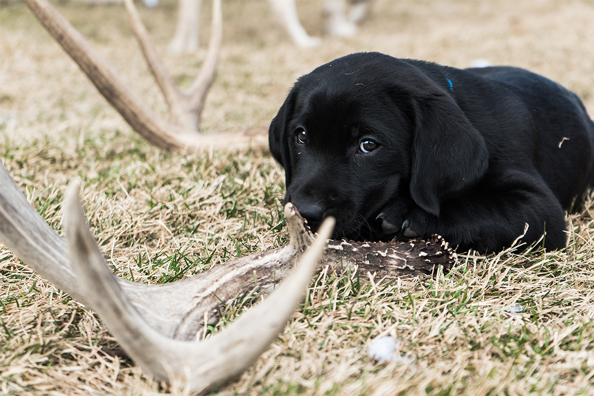 The Truth About Shed Hunting with Dogs