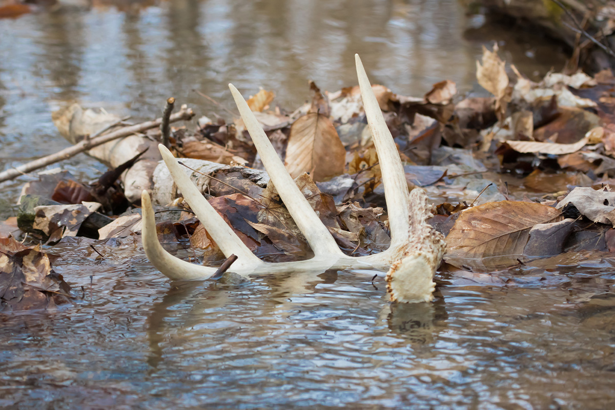 The Truth About When And Why Bucks Shed Antlers