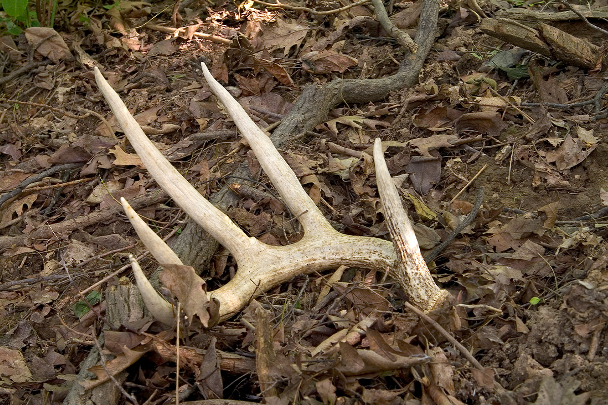 How to Use Apps and Maps to Find More Sheds