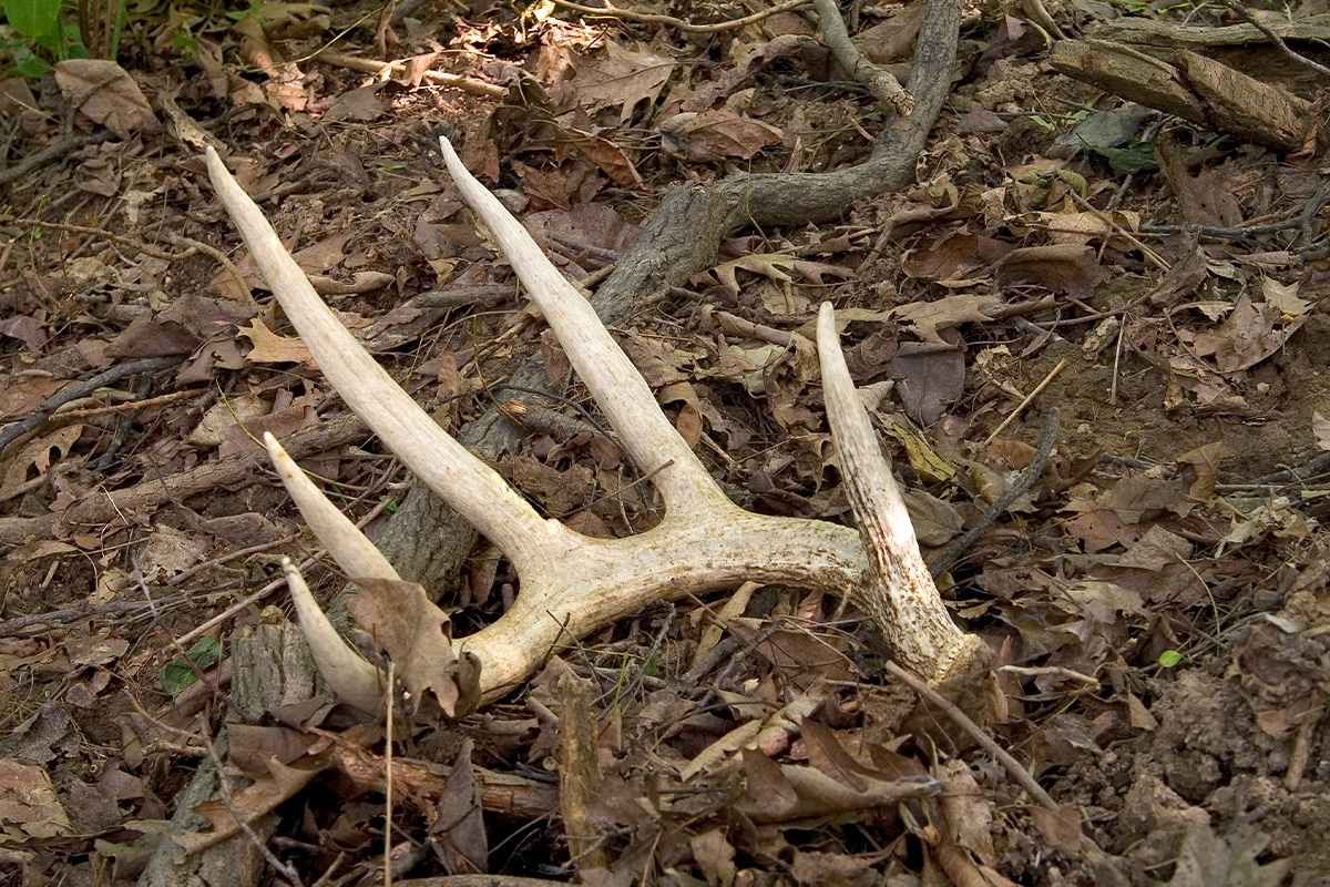 How to Find Deer Antler Sheds