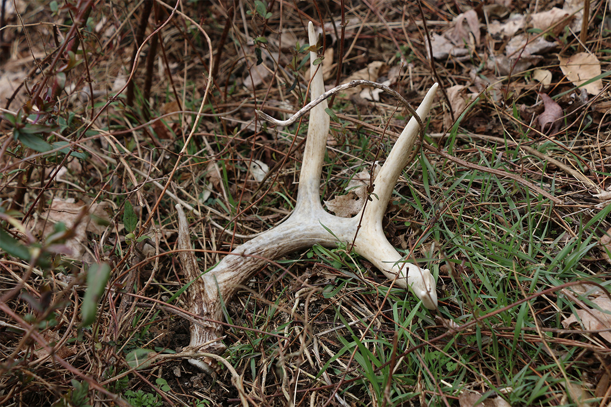 How to Use Apps and Maps to Find More Sheds - North American Whitetail