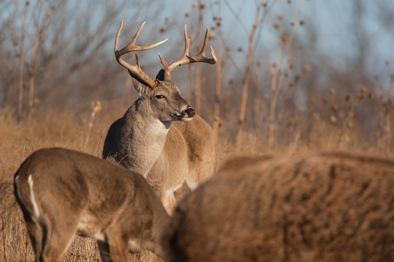 Best Places to Hunt Deer with a Rifle 