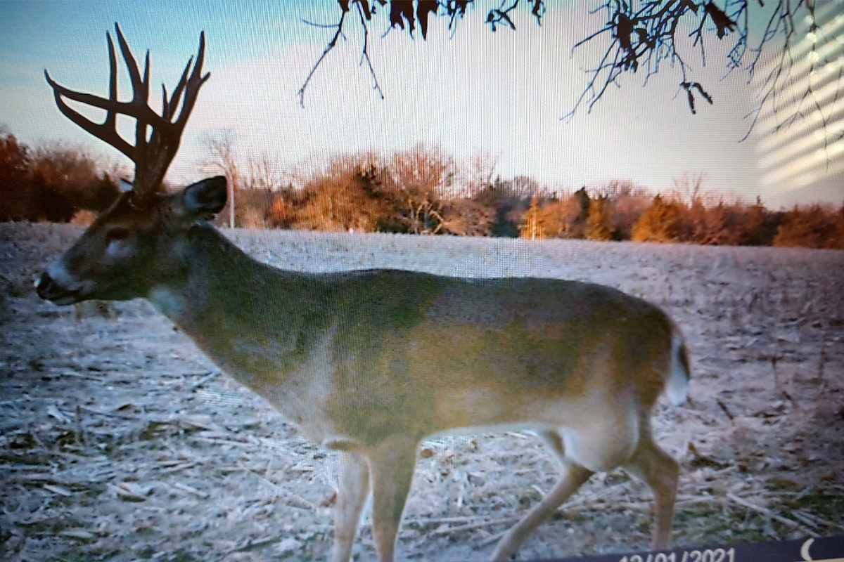 Illinois 13 point Sheds Other Buck s Head After Carrying It North 