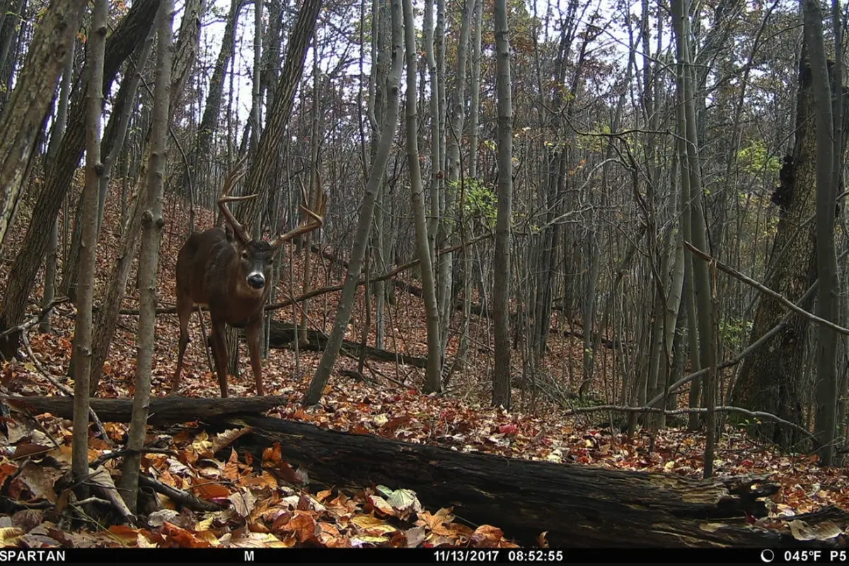 Hunting deer 2025 in hilly terrain