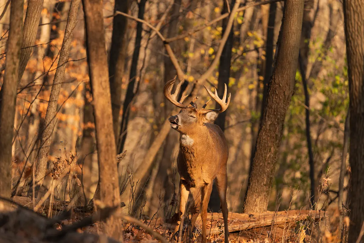 Top 5 Pinch Points for Tagging Whitetails in Mountain Terrain