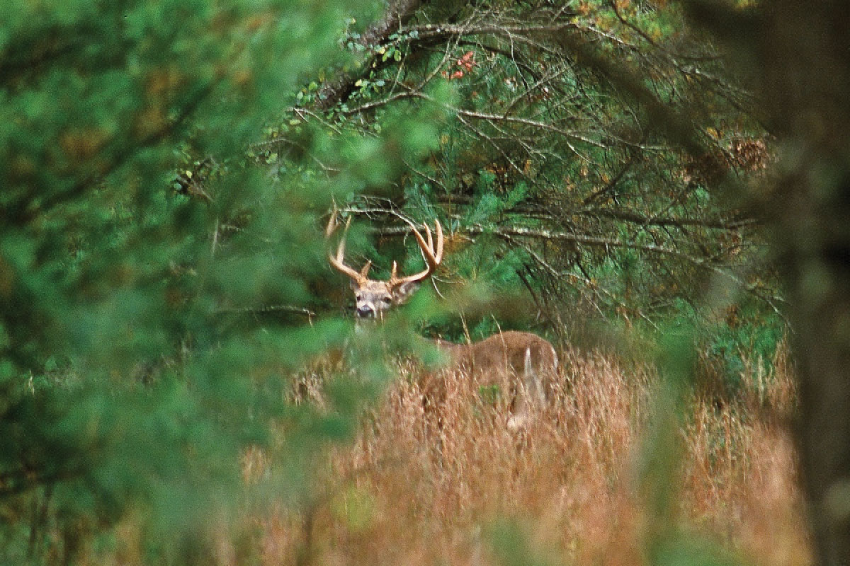 When You've Had Enough Of An Old, Mature Buck - North American Whitetail