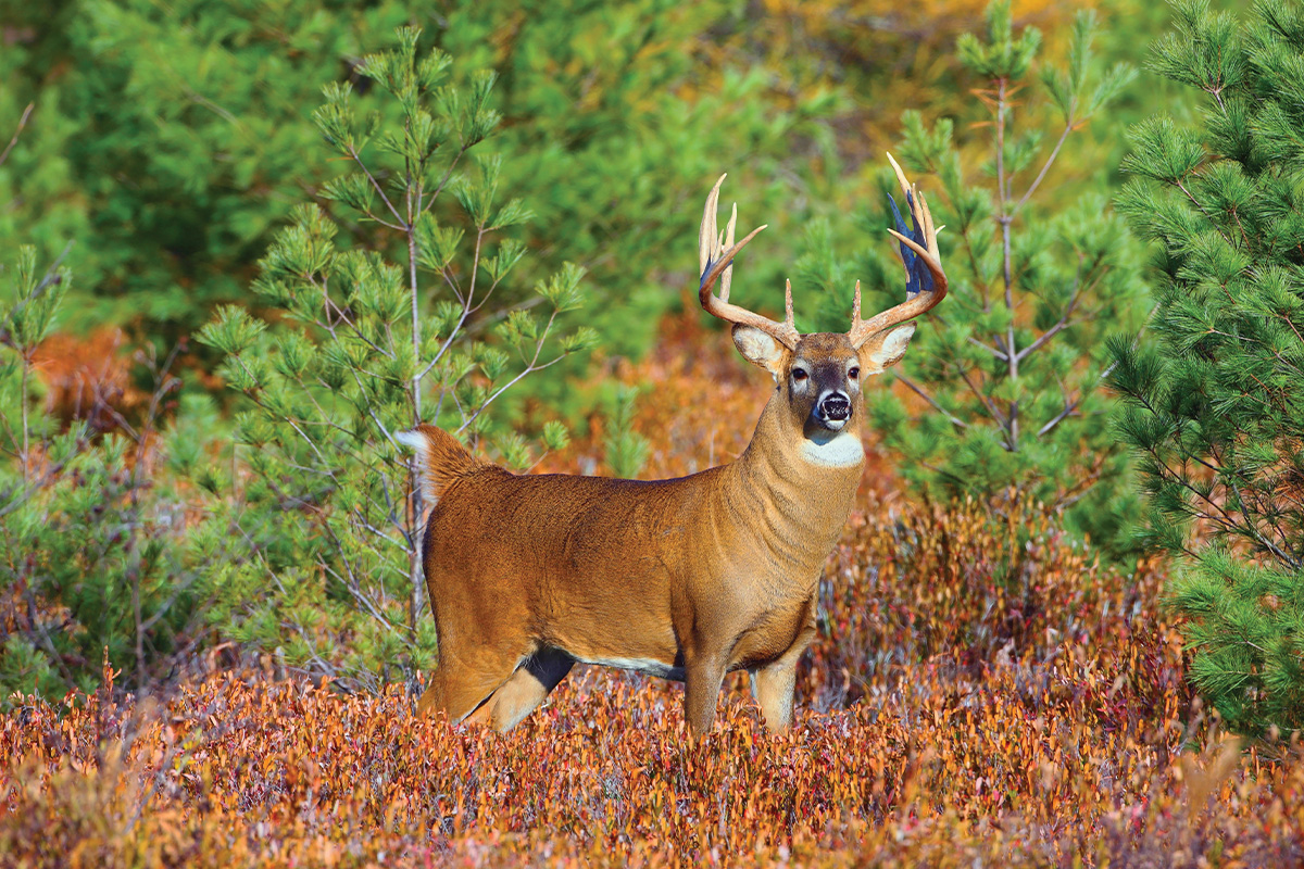 How To Read The Whitetail's Daily Landscape