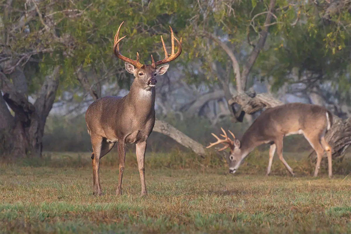 Why the Texas Hill Country Will Remain a Whitetail Mecca