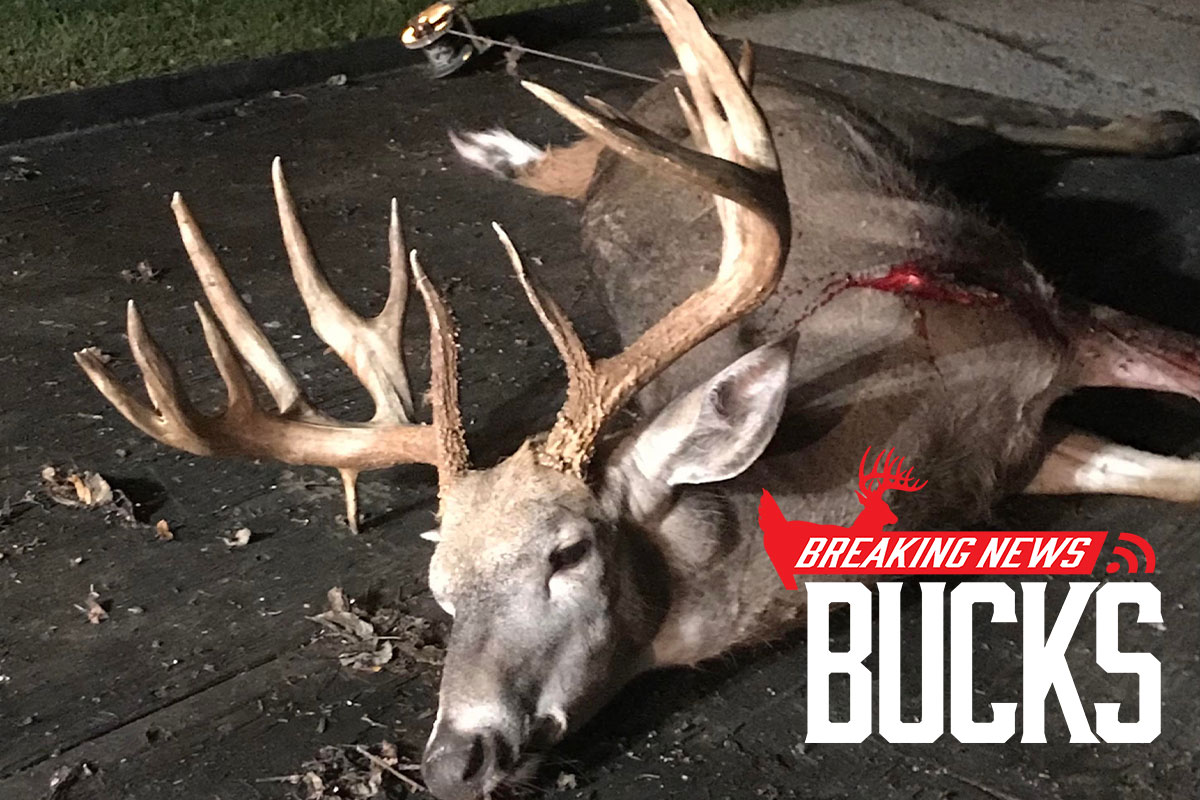 Wisconsin Bowhunter Takes Monster 200-class 16-point Hunting In Apple Orchard