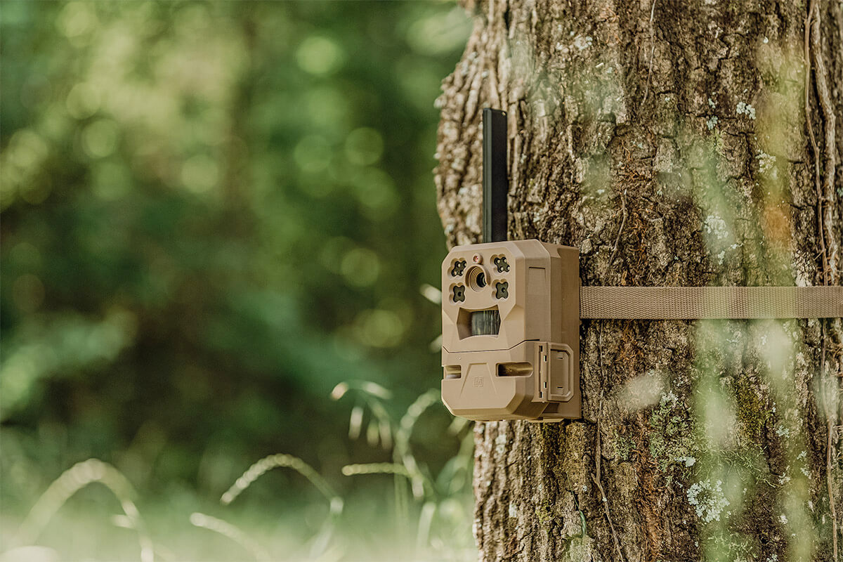 Best Locations to Hang Trail Cameras