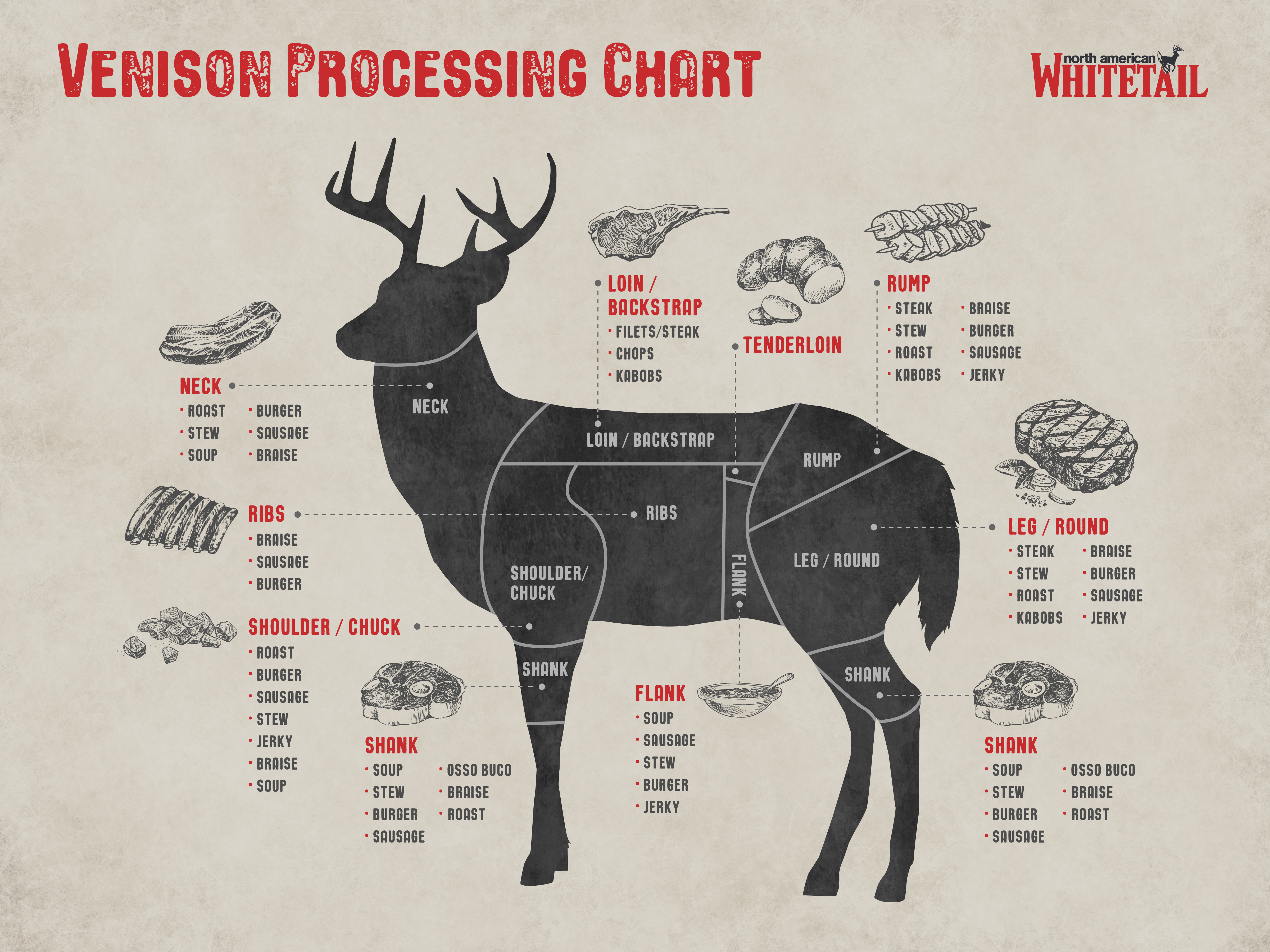 Deer Diagram: Complete Guide To The Cuts of Venison - North American  Whitetail