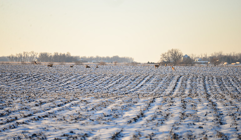 deer in snow-covered field