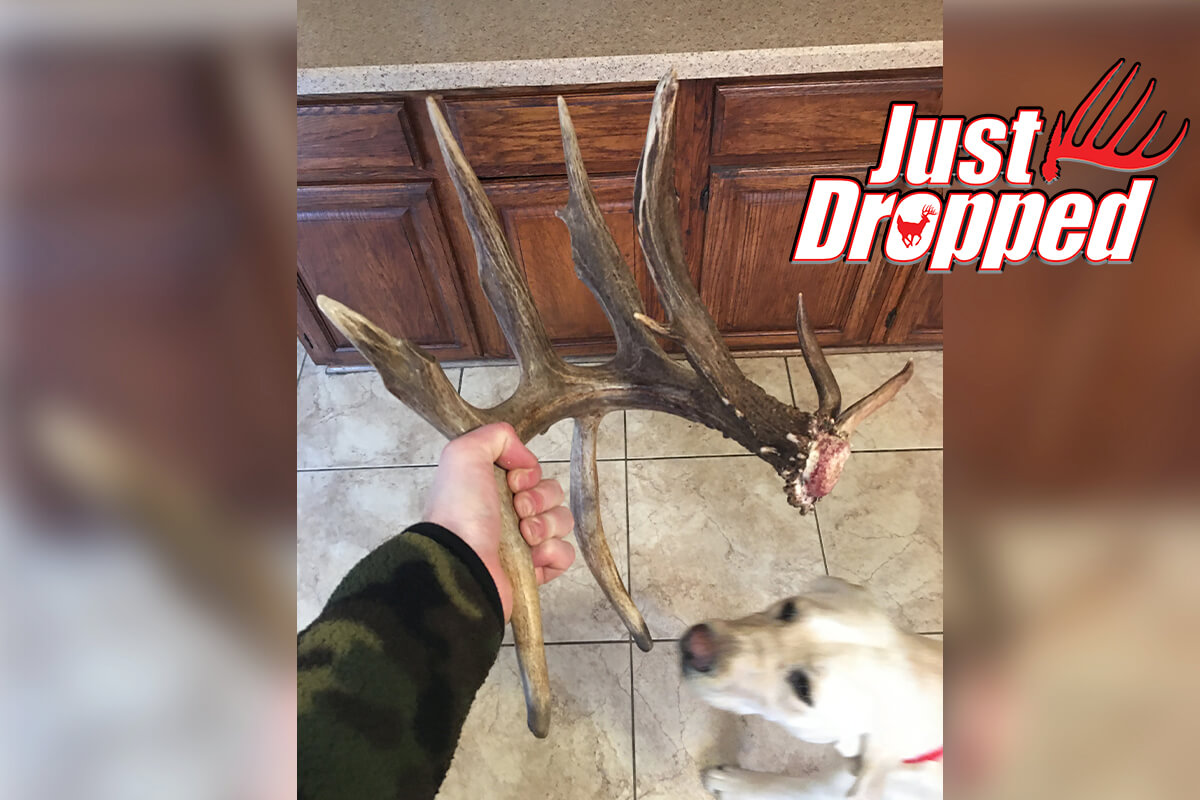 Double Drop-Tined Non-typical Shed Pulled from Snow in Illinois
