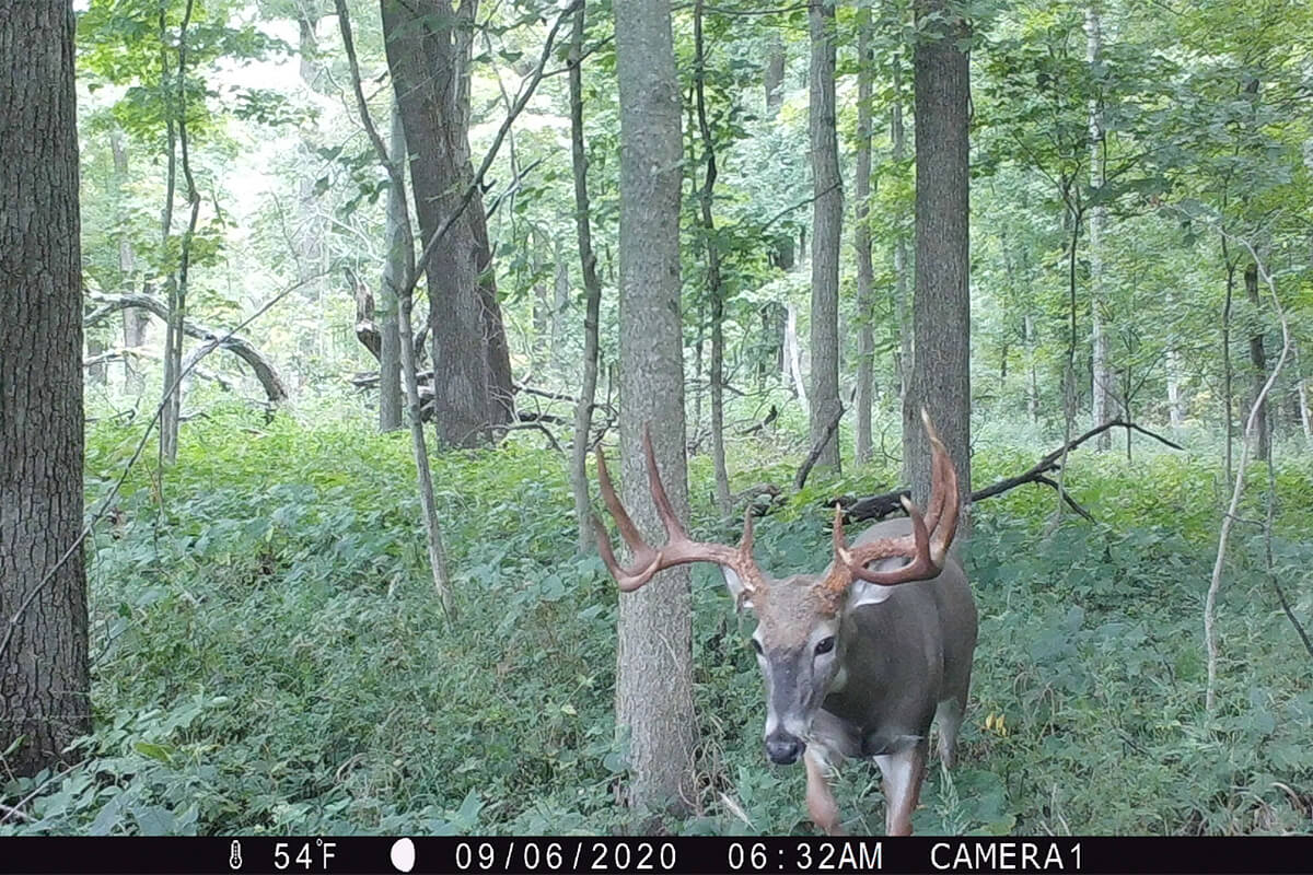 summer scouting whitetails