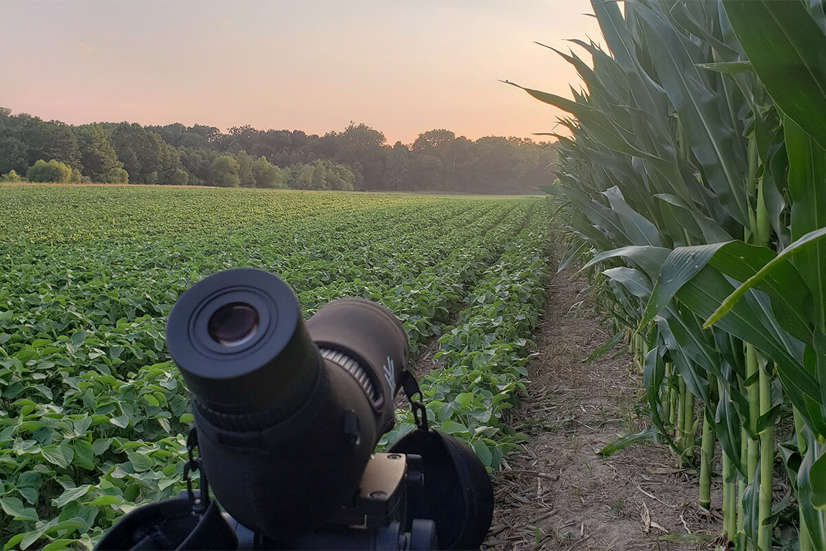 The Ultimate Guide to Summer Scouting Whitetails