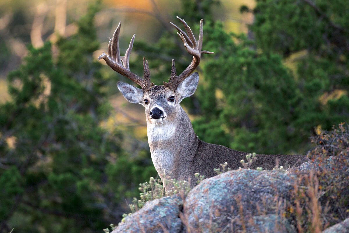 How to Find Big Buck Sanctuaries in the Spring