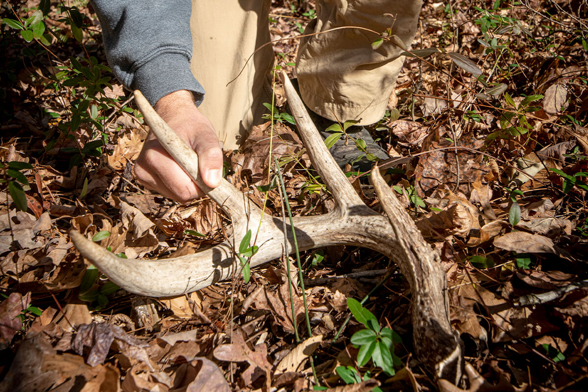 Learn How To Use Shed Hunting to Kill Target Bucks