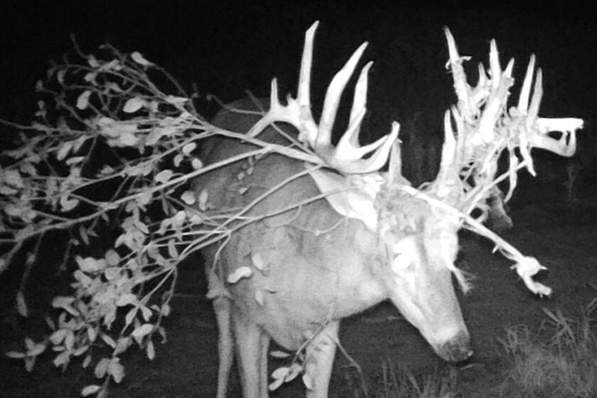 South Dakota Hunter Bags 209-inch Whitetail with a Bow After 12 Days of Hunting | Breaking News Buck