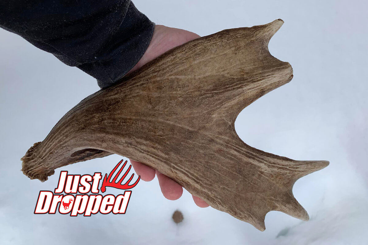 Alberta Shed Hunter Picks Up Moose-like Whitetail Shed Miles from Buck's Home Range