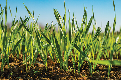 How to Safely Store Your Food Plot Seed