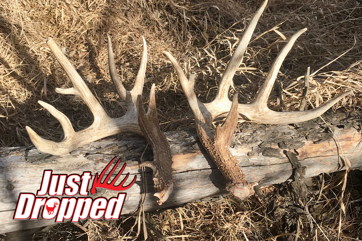 Nebraska Shed Hunter's Wife and Dog Find 6x9 Set One Year After Learning About the Buck