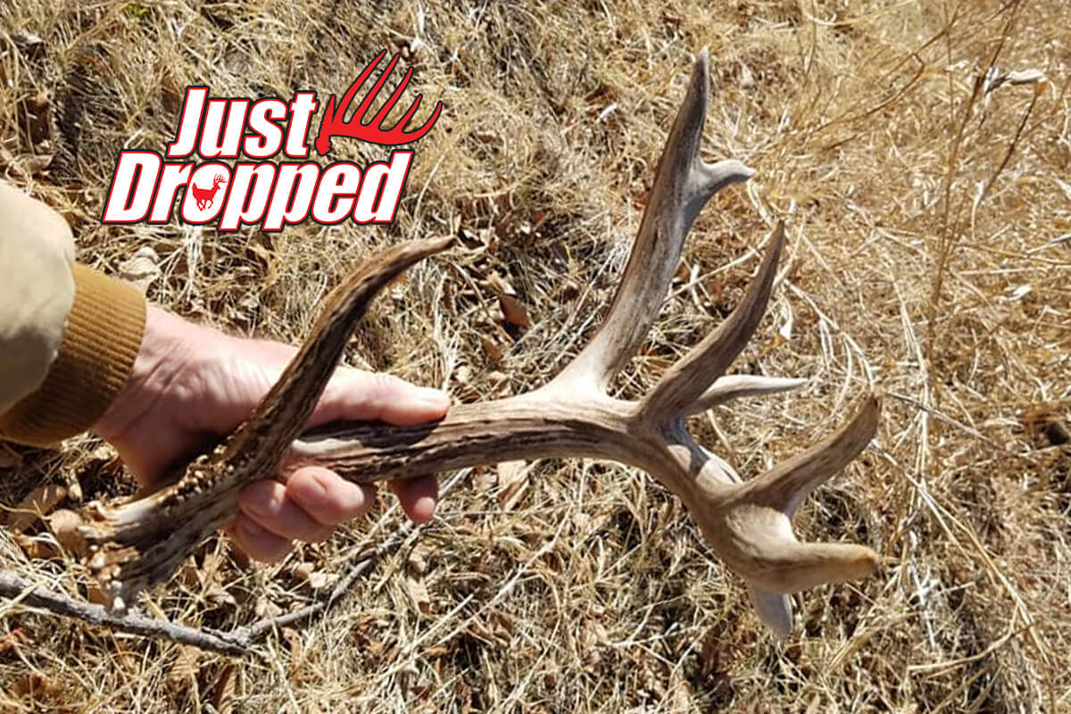 Oklahoma Hunter Finds Non-Typical Buck's Shed for Fifth Consecutive Year