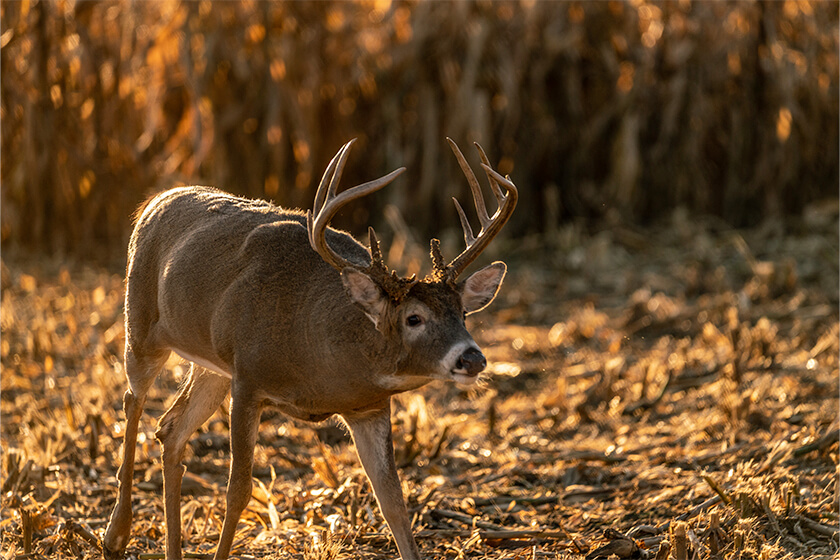 How to Stay on Top of Whitetail Habitat Changes