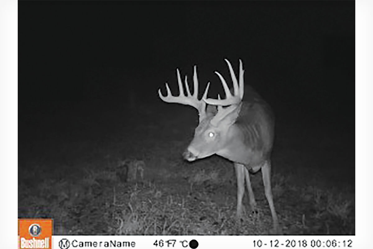 kentucky state record crossbow buck in hemp field