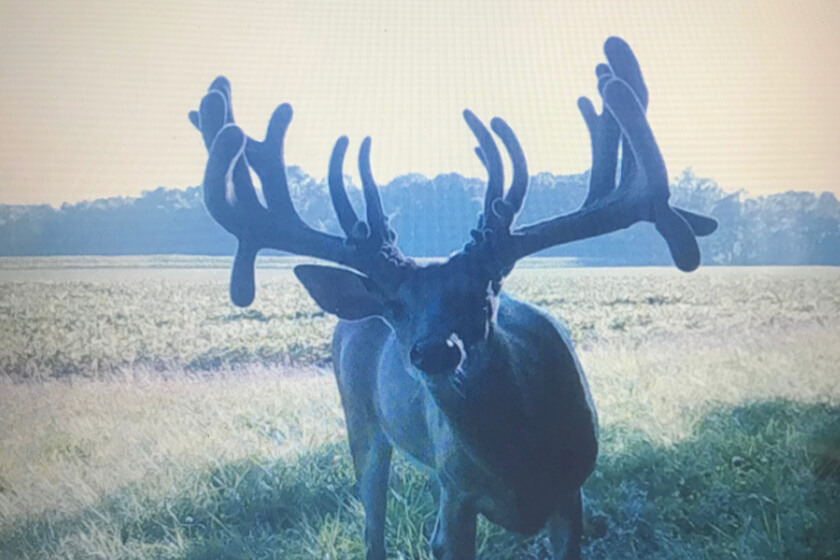 Rex Millspaugh's No. 1 Indiana Non-Typical Buck by Bow | Big Buck Teaser