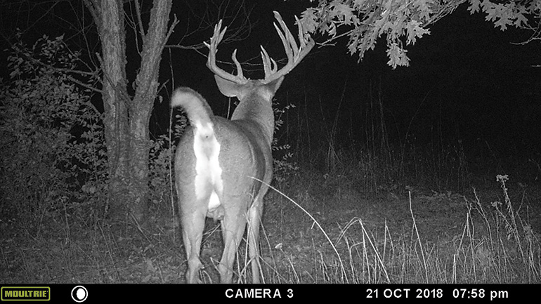 trail cam photo of buck named Splits