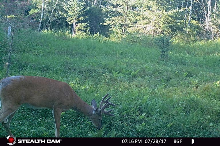 trail cam photo of velvet buck in food plot