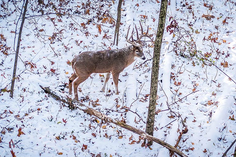 Uno buck standing in snow
