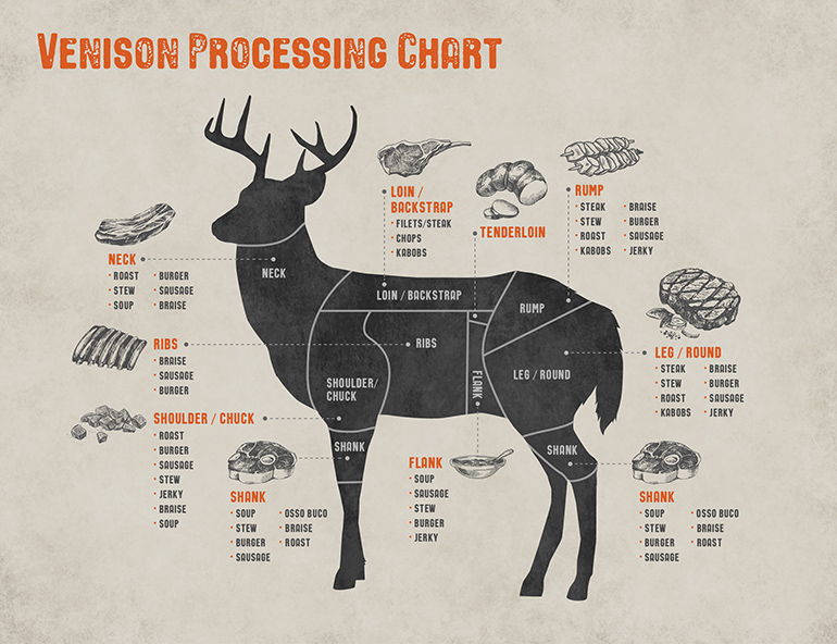 cuts-of-venison-explained-north-american-whitetail