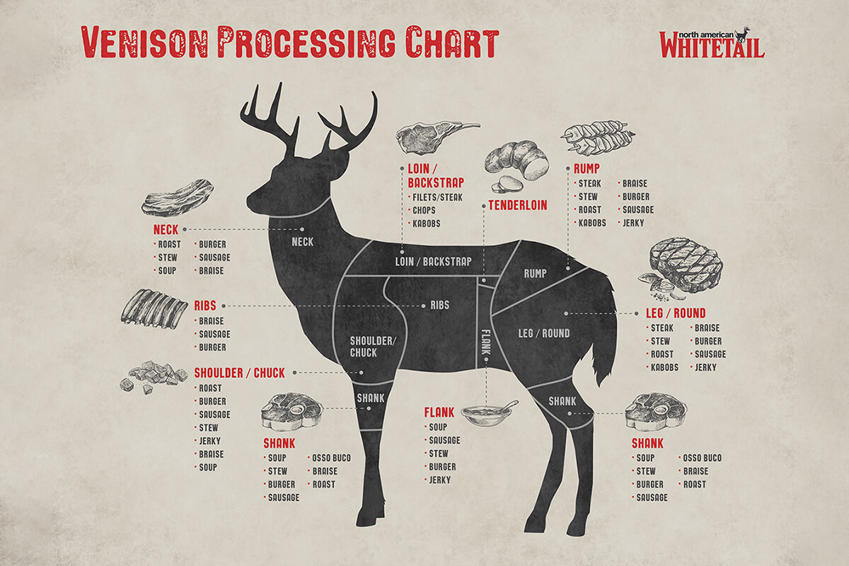 Deer Diagram Complete Guide To The Cuts of Venison North American