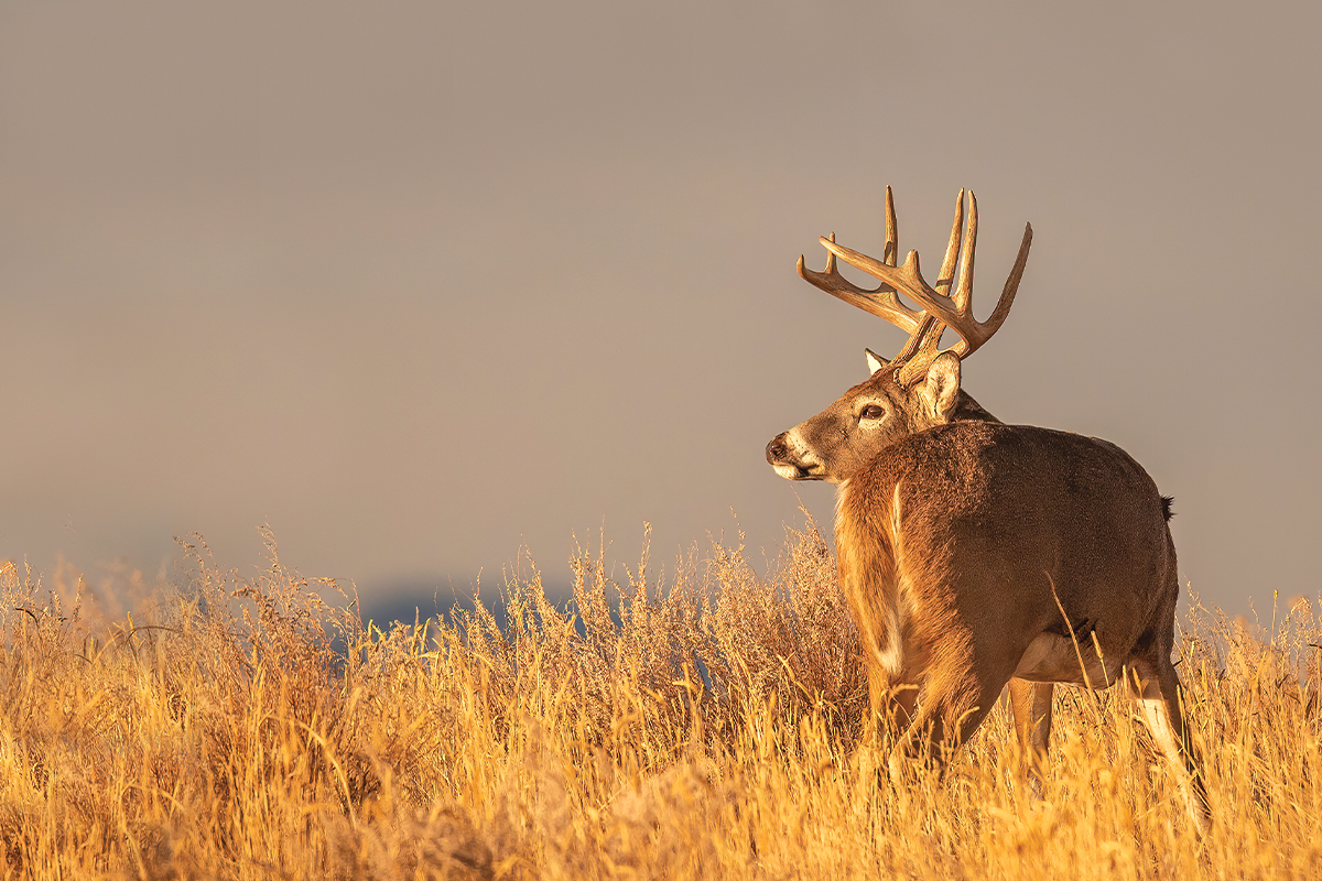 What to Look for in a Modern Deer Hunting Rifle