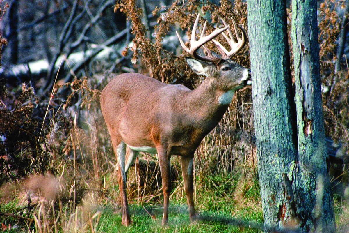 When to Bail on a Buck