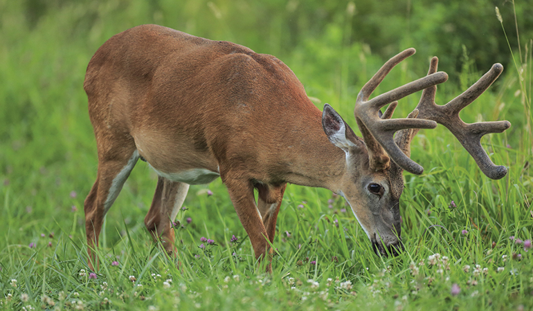 Food Plot Tips to Get More Bang for Your Buck